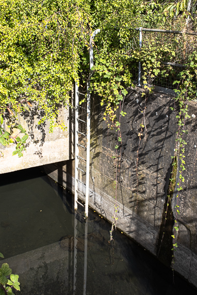 a set of metal steps leading from a dark pool of water at the bottom to some overhanging brambles and foliage with a concrete wall at the back of the photo and on the right hand side.